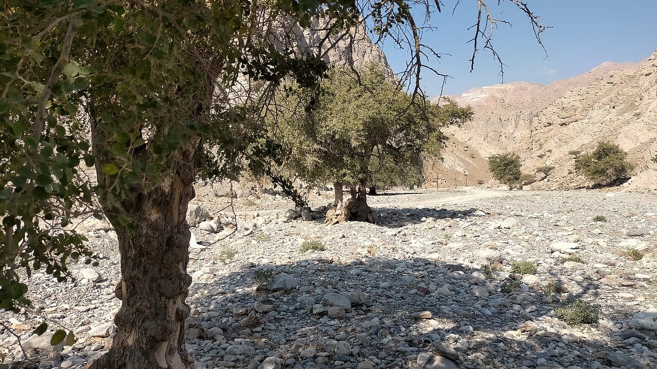 Sidr-Bäume (Ziziphus spina-christi) in ihrem natürlichen Lebensraum