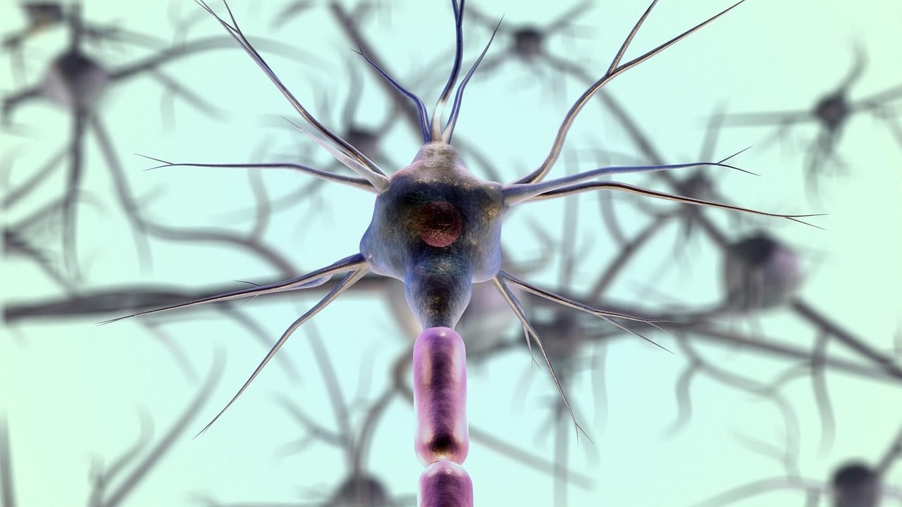 Fat-laden immune cells drive multiple sclerosis
